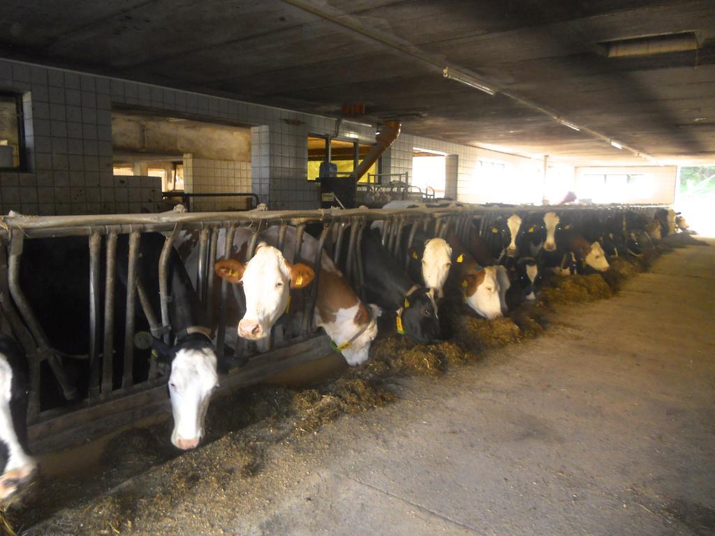 Ferienwohnung Am Bauernhof Strassonig Vulgo Hornis Moosburg Zewnętrze zdjęcie